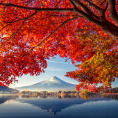 Mùa lá vàng, lá đỏ ở Nhật Bản đến muộn